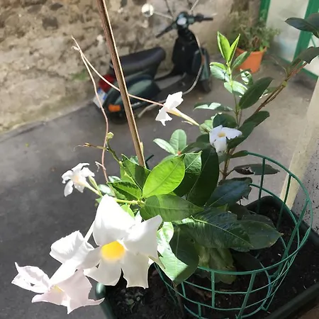 Casa Mazza Appartement *